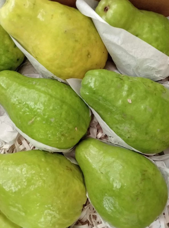 Fresh Guava (Amrood) Single Piece